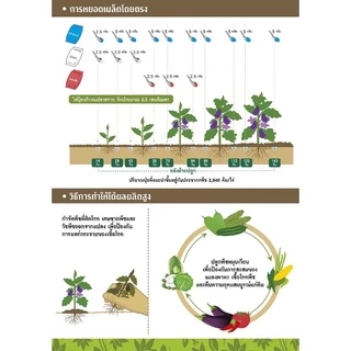 GGEW เมล็ดพันธุ์ มะเขือยาวสีเขียวลูกผสม โทมาฮอค F1 ตราศรแดง 150 เมล็ด ตราศรแดง Long Green Eggplant