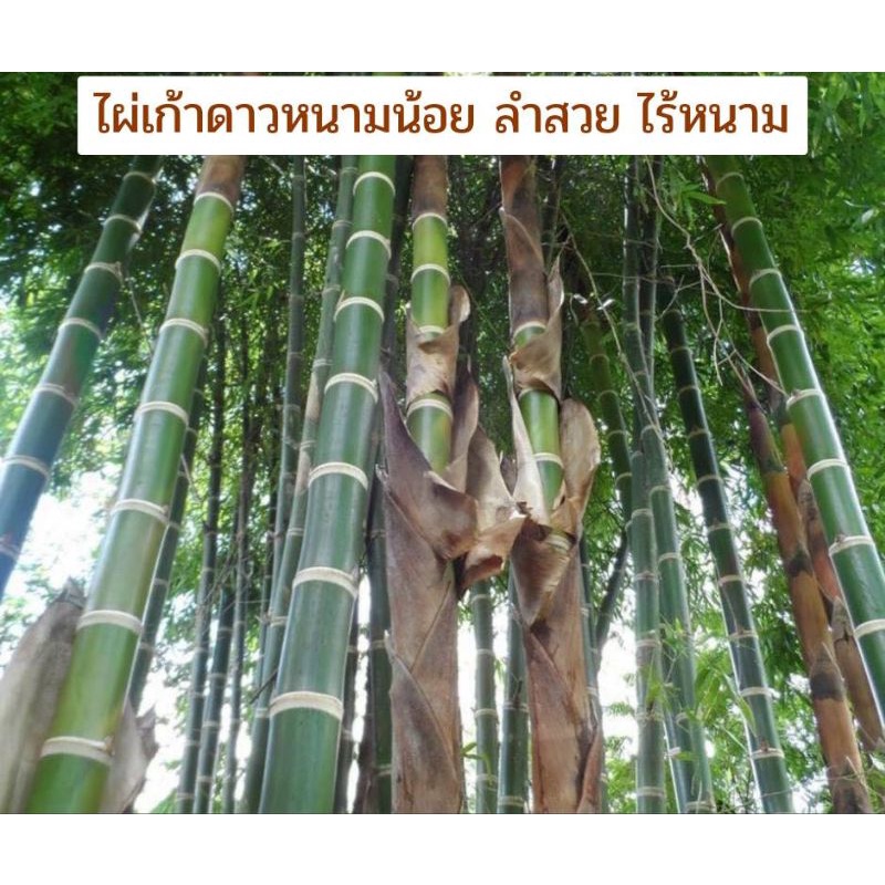 ไผ่เก้าดาวหนามน้อย ของเเท้ 100% Guadua angustifolia Kunth less thorny
