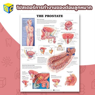 โปสเตอร์ต่อมลูกหมาก prostate Gland poster