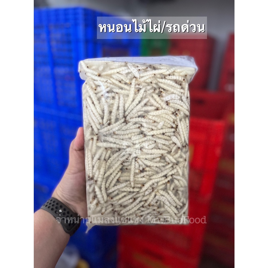 หนอนไม้ไผ่/หนอนรถด่วนแช่แข็ง น้ำหนัก850-900กรัม (ส่งรถห้องเย็น)