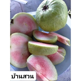 ต้นฝรั่งหงเปาสือไต้หวัน