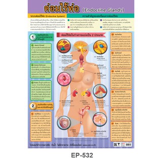 ภาพประกอบการศึกษา ภาพโปสเตอร์พลาสติกพีพี วิชาวิทยาศาสตร์ เรื่อง "ระบบต่างๆภายในร่างกายมนุษย์" (มีหลายตัวเลือก)