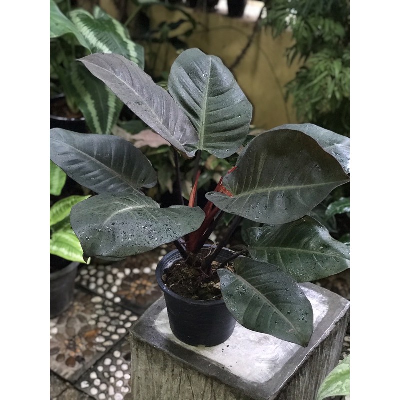 กุมารดำเรียกทรัพย์ Philodendron Black Cardinal