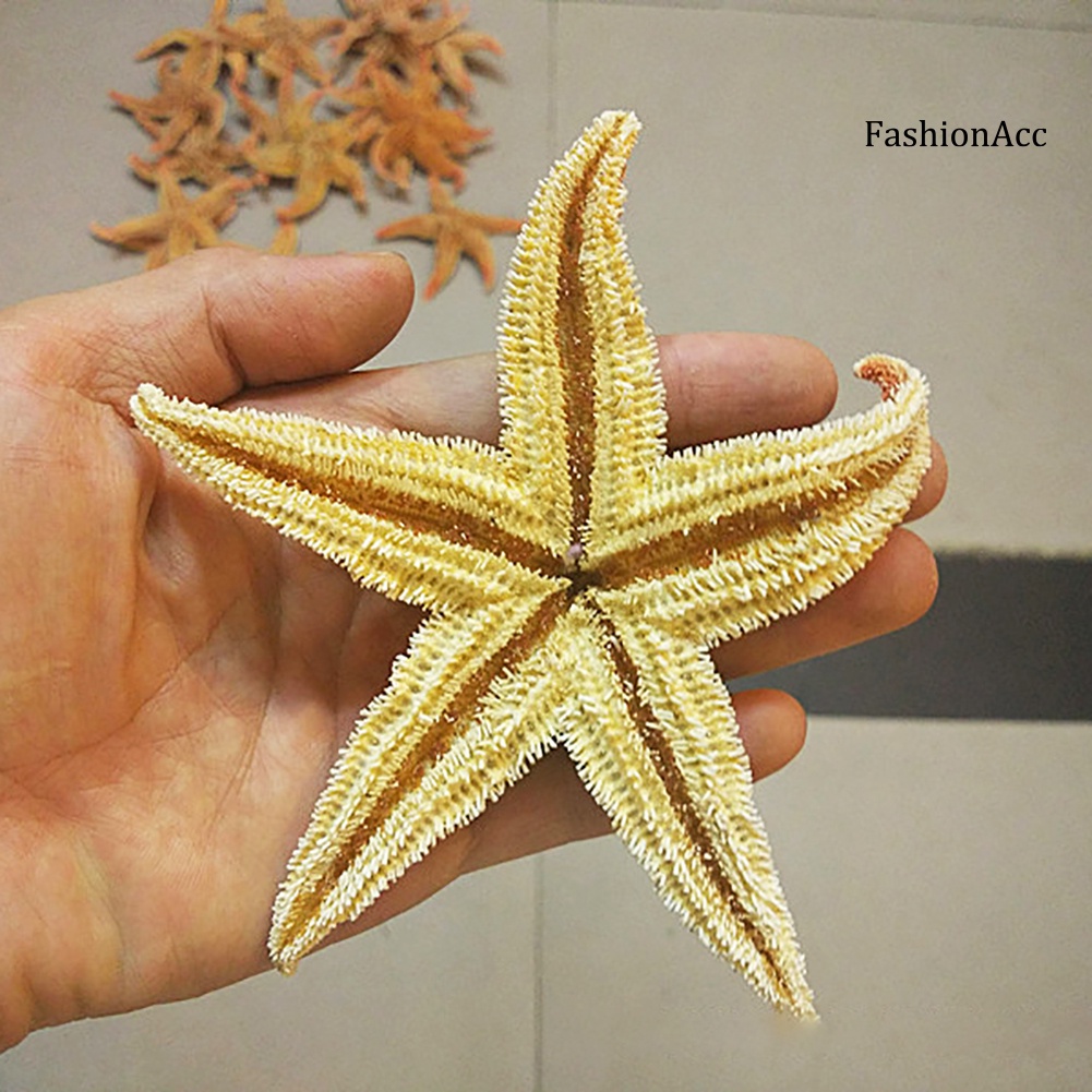 「FASH 」2Pcs Natural Dried Starfish Sea Star Beach Craft Wedding Party ...