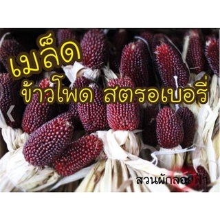 เมล็ดพันธุ์ ข้าวโพดสตรอเบอรี่ ป็อปคอร์น 5 เมล็ด  10 บาท Strawberry Corn Seed เมล็ดนำเข้าแท้จากต่างประเทศ