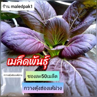 เมล็ดผักถูก กวางตุ้งฮ่องเต้ ม่วง 50เมล็ด เมล็ดพันธุ์กวางตุ้งม่วง ถูก พร้อมส่ง งอกดีมาก