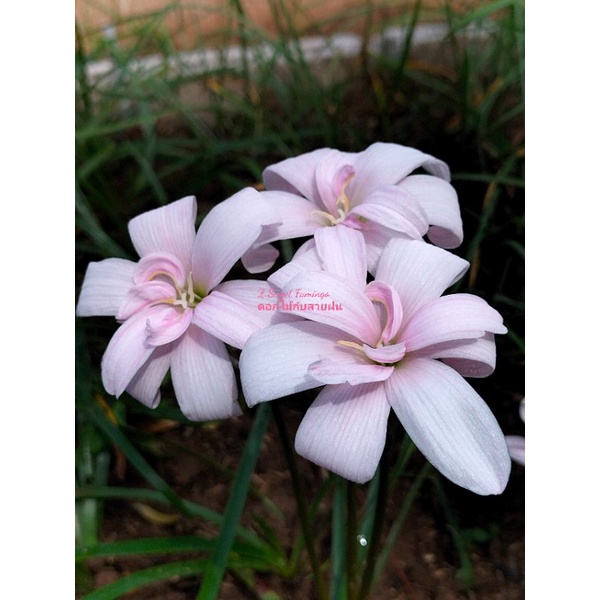 บัวดิน Z.Sweet Famingoชุดละ6หัว100บาท