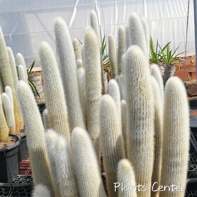 Best Seller (chuixz)กระบองเพชรไม้ลำ แคคตัส cactus Cleistocactus strausii (Heese) Backeb 14-16cm สินค้าคุณภาพดี