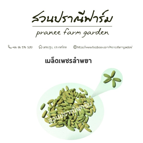 เมล็ดชวนชม หลากหลายสายพันธุ์