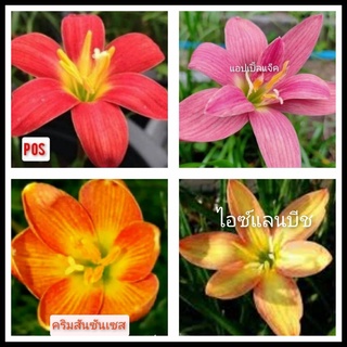 บัวดินคละ4สี4หัว.(ขนาดหัวให้ดอก) บัวดินสีส้ม บัวดินสีชมพู บัวดินสีเหลือง บัวดินสีแดง หัวบัวดิน ไม้คลุมดิน