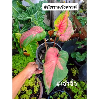 มัฆวานรังสรรค์#บอนสีมัฆวานรังสรรค์ #บอนสีโบราณ#บอนสีหายาก#บอนสีไทย