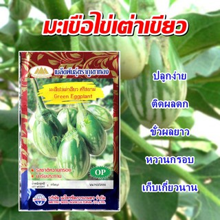 เมล็ดมะเขือไข่เต่าเขียว ศรีสยาม Green Eggplant เมล็ดพันธุ์มะเขือ เมล็ดมะเขือ เมล็ดผักสวนครัว ตราภูเขาทอง