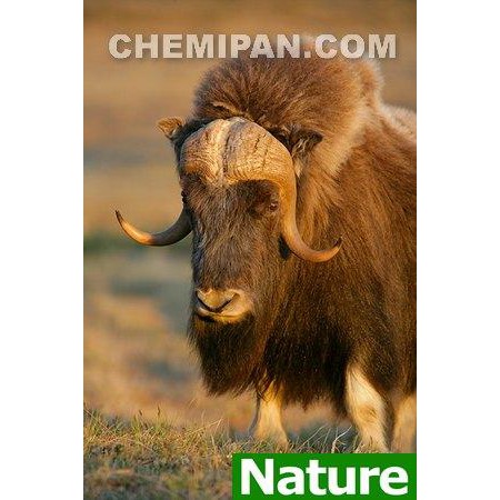AB1311-A[CHEMIPAN] น้ำมันมัสก์ (ธรรมชาติ) (Musk Natural Oil) (Natural)