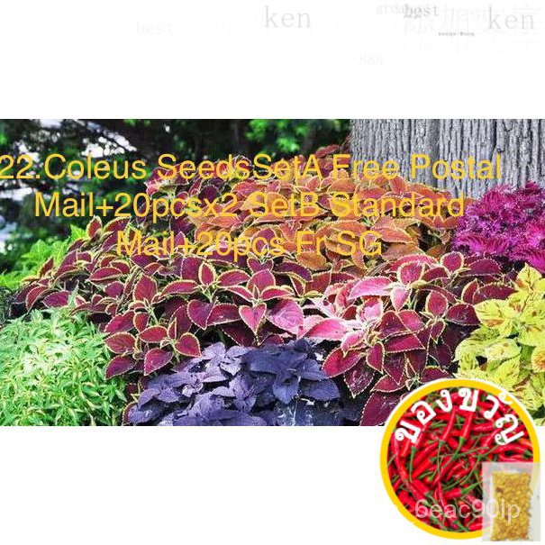 22.Coleus Seeds SetA Free Postal Mail 20pcsx2 SetB Standard Mail 20pcs Fr SGบ้านและสวน/เสื้อ/แม่และเ