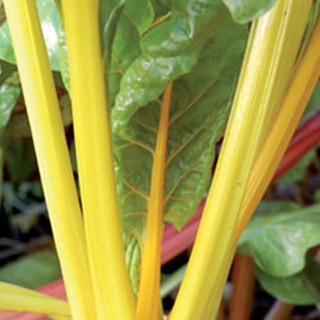 เมล็ด สวิสชาร์ต สีเหลือง - Golden Swiss Chard