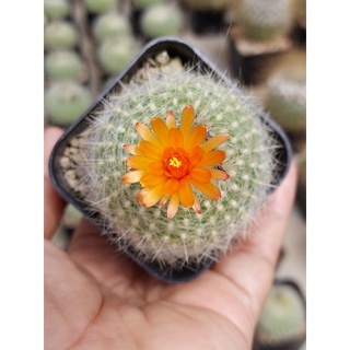 Parodia haselbergii ตลับเงิน