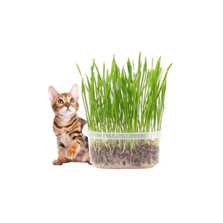 MASTI ส่งจากไทย!! ขนมแมว ชุดหญ้าแมว (รวมกล่อง + ดิน1 ห่อ + เมล็ดพืช 1 ห่อ) ข้าวสาลีออร์แกนิคพันธ์ฝาง (หญ้าแมว)พร้อมปลูกLI0244