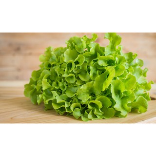 ผักสลัด กรีนโอ๊ค  Green Oak Lettuce  ต้นกล้าพร้อมปลูก  กล้าละ 10 บาท