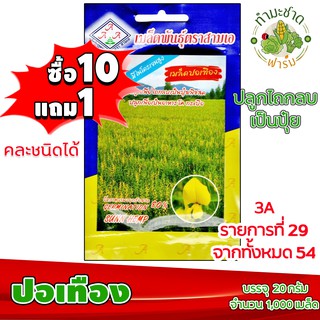 (ซื้อ10แถม1) เมล็ดพันธุ์ ปอเทือง Sunn Hemp ประมาณ 1,000เมล็ด 3A สามเอ ผักสวนครัว เมล็ดพันธุ์พืช เมล็ดผัก เม็ดผัก พืชผัก