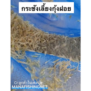 กระชังเลี้ยงกุ้งฝอย กุ้งเครฟิช 🦞 ขนาด 1.8x2.5 เมตร สูง 1 เมตร