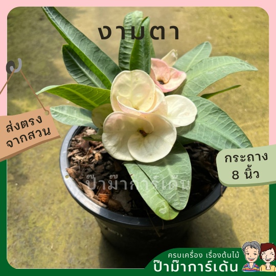 มุมมอง 2