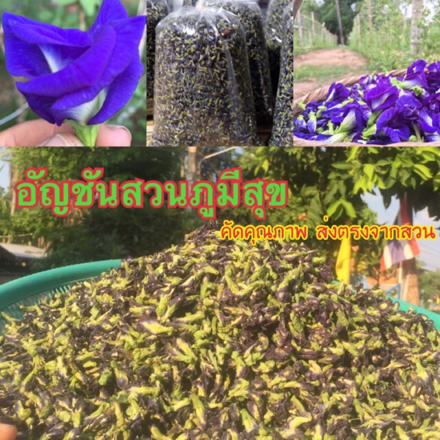 💥สินค้าขายดี💥❤️‍🔥อัญชันแห้ง 1 kg. เกรดA 🔅ปลอดสารเคมี ปลูกเอง ขายเอง - รูปที่ 2