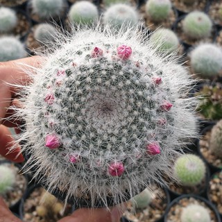 ต้นกระบองเพชร แมมแม่เฒ่า ฮาเนียนา Mammillaria hahniana #cactus