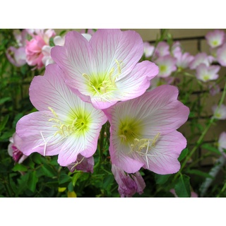 อีฟนิ่ง พริมโรส สีชมพู (Evening Primrose) เมล็ดพันธุ์ สมุนไพรฝรั่ง