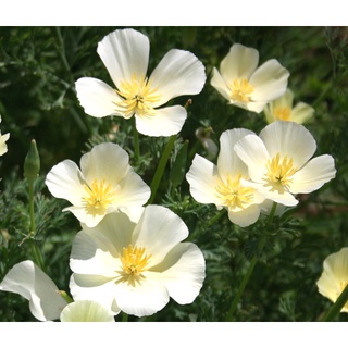 เมล็ดพันธุ์ แคลิฟอร์เนียป็อปปี้ Eschscholzia Californica California poppy 200 เมล็ด เมล็ดพันธุ์นำเข้าจาก อังกฤษ