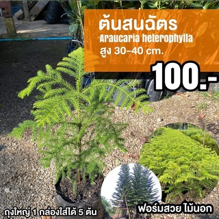 ต้นสนฉัตร (จำนวน 1 ต้น) #Araucariaheterophylla 30-40 cm