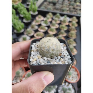 กระบองเพชร แคคตัส (Cactus) แมมขนนกขาว (Mammillaria plumosa) ดอกสีขาวครีม