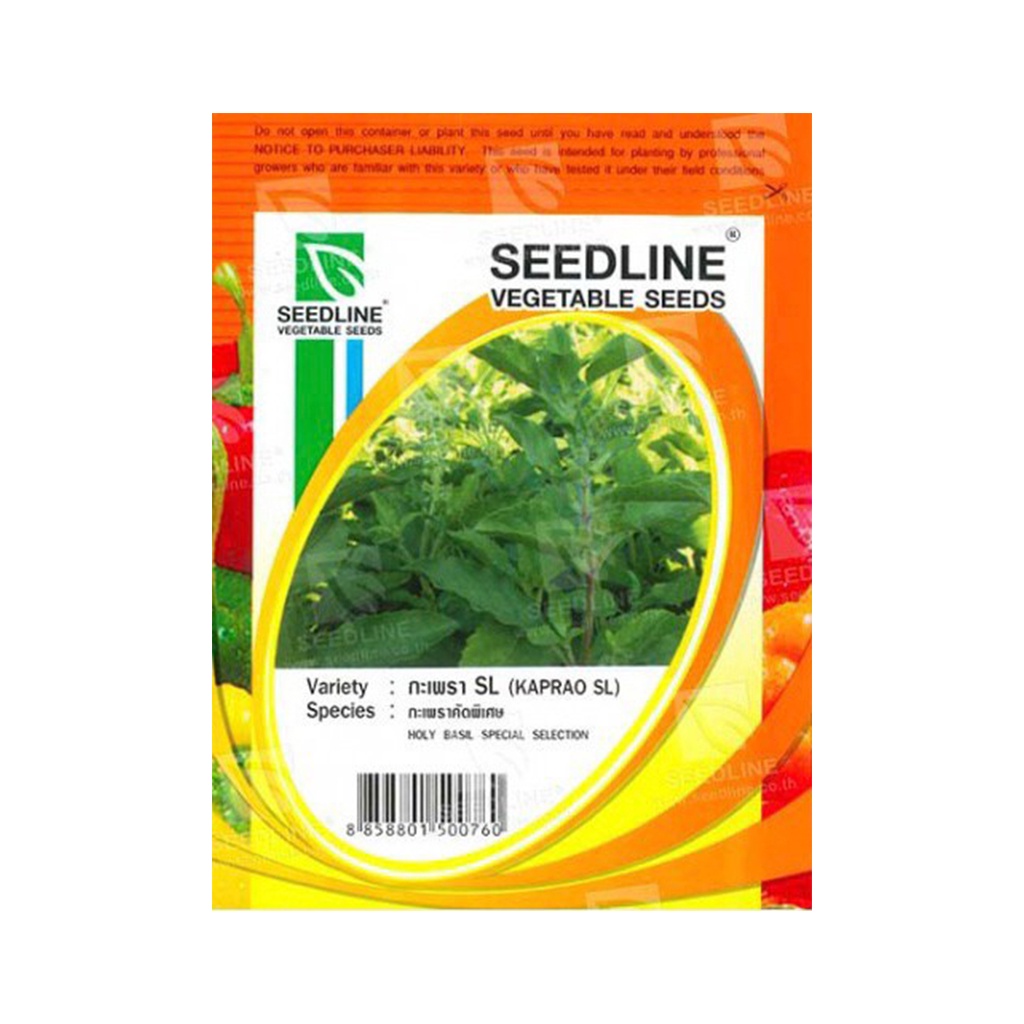 (พร้อมส่ง) SEEDLINE - เมล็ดกะเพราคัดพิเศษ SL