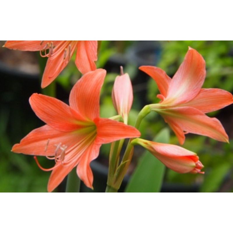 (ใช้โค้ด CHONSHVS157 ลดทันที 70 บาท) ว่านสี่ทิศ ว่านสี่ทิศสีส้มโอรส สีชมพู #ว่านมงคล #พร้อมส่ง