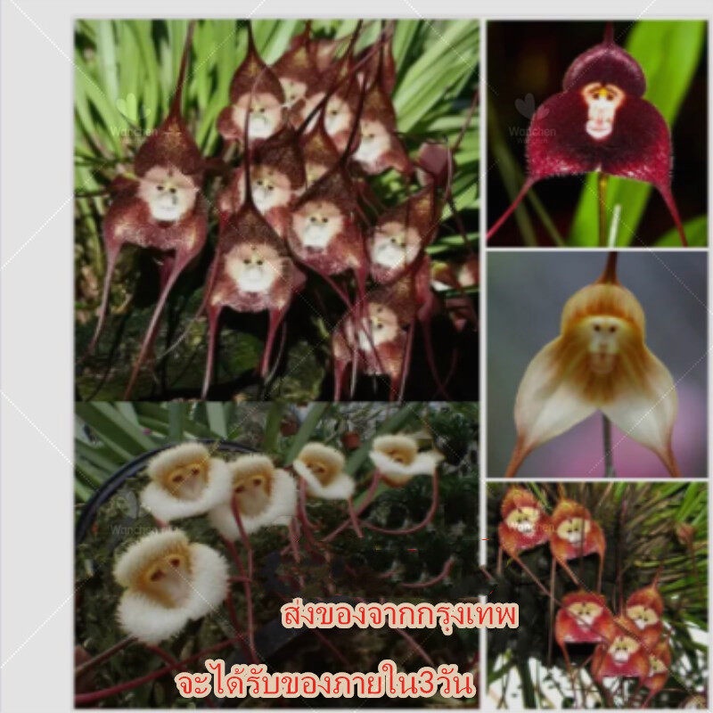 บอนสี 20เมล็ด เมล็ดกล้วยไม้หน้าลิง Dracula Simia Seed Flower Seed พันธุ์ไม้หายาก ดอกไม้ Monkey Face Orchid Bonsai Plant
