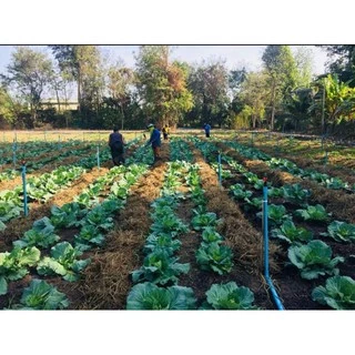 ดินผสมพร้อมปลูก ดินภูเขาไฟศรีสะเกษ สูตรพรีเมียม ขนาด 1kg | NT FARM