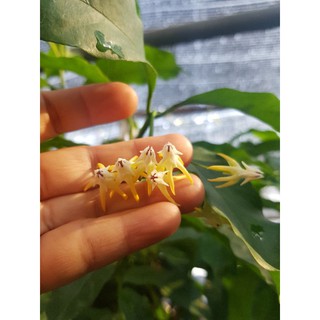 Hoya Multiflora (ลูกศร)