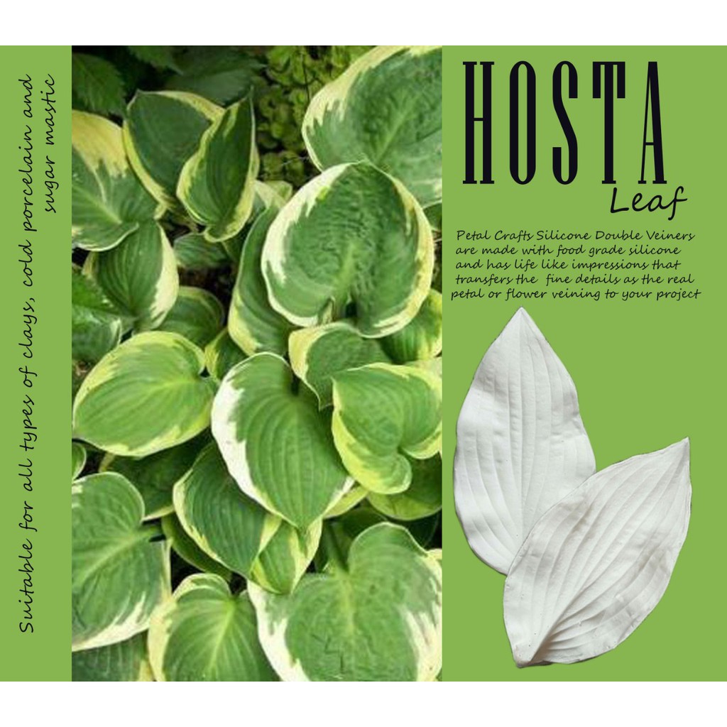 HOSTA LEAF - แม่พิมพ์พลาสติกดอกไม้ดินเผาถั่วสองด้าน