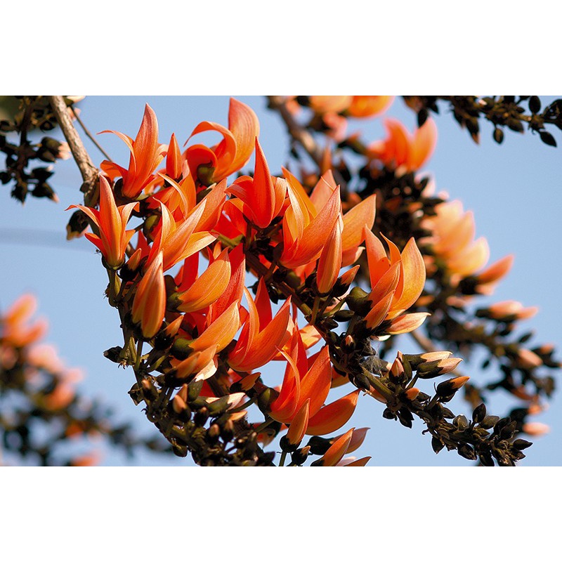 ต้นพันธุ์ทองกวาว ดอกสีส้มสวยงามบานสพรั่ง ปลูกไว้ประจำบ้านจะทำให้มีเงินมีทองมาก ถุงดำ 55บาท
