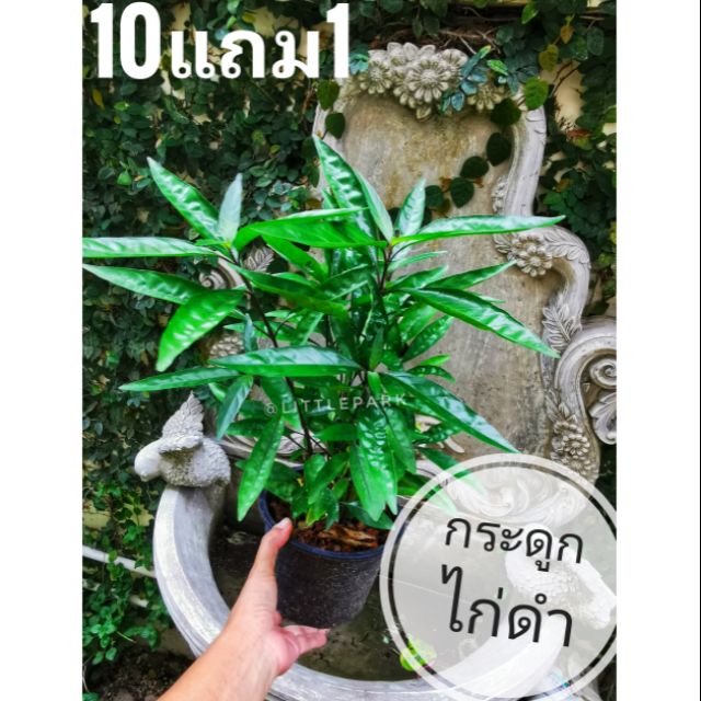 ต้นกระดูกไก่ดำ​ ปีกไก่ดำ​ ขาไก่ดำ สมุนไพรลดอักเสบ​ลดปวด ยา รักษา บำรุง ป้องกัน ไขข้อ  ดิน ปุย เม็ด กระถาง ต้นไม้ ช้ำใน ราคา ถูกที่สุด ดีลบีเคเค