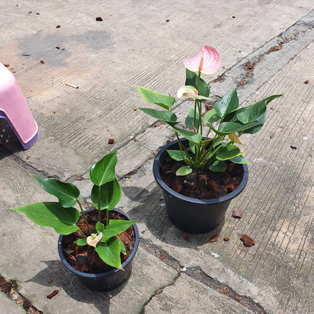 มุมมอง 4