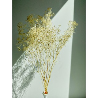 ยิปซี สีขาว ยิปโซดอย Gypsophila ดอกไม้แห้ง หญ้าแห้งตกแต่ง ช่อดอกไม้แห้ง ดอกไม้จริง พร้อพถ่ายรูป