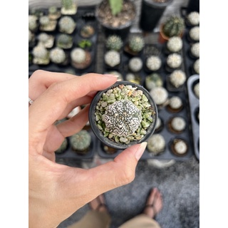 แอสโตรไฟตัม (Astrophytum super v) ไม้เมล็ด Size 3cm