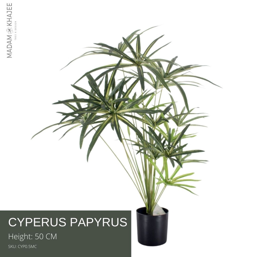 Cyperus Papyrus ต้นกกอียิปต์ 50CM ต้นไม้ปลอมเกรดพรีเมี่ยม มาดามขจี  Premium Artificial Plant