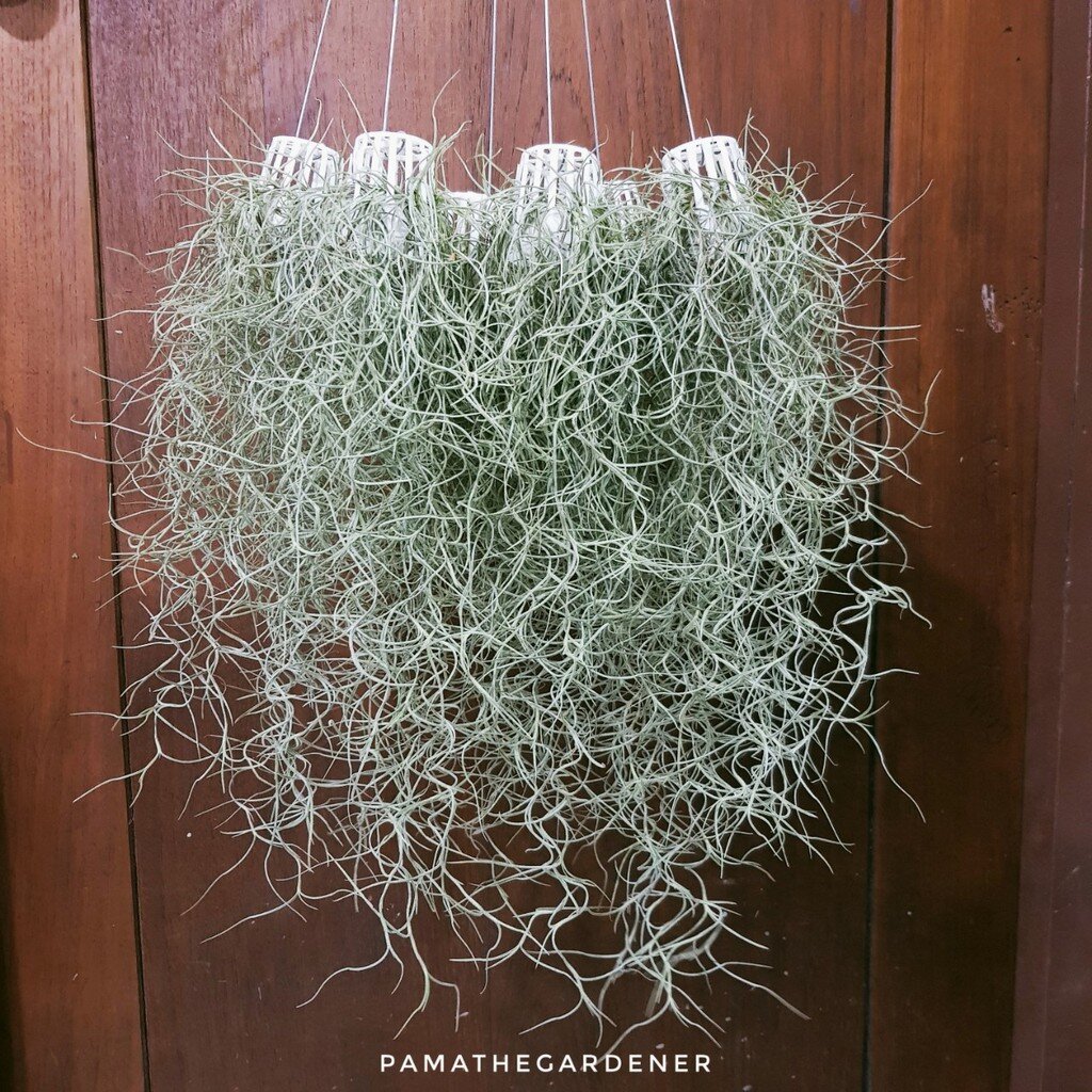 เคราฤาษีใส่กระถางพลาสติก 2 นิ้วพร้อมลวดแขวน