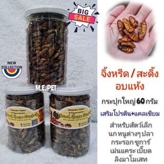 จิ้งหรีดไข่อบแห้ง/สะดิ้งอบแห้ง กระปุกใหญ่60กรัม สำหรับนก ปลา กระรอก ชูการ์ แฮมสเตอร์ เม่นแคระ เบี๊ยด (KHUNNOOกระปุกใหญ่)