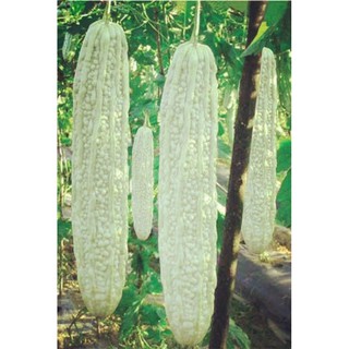 เมล็ด มะระจีน สีขาว ลูกใหญ่ ( Chinese gourd white Seed ) บรรจุ 5 เมล็ด มะระ