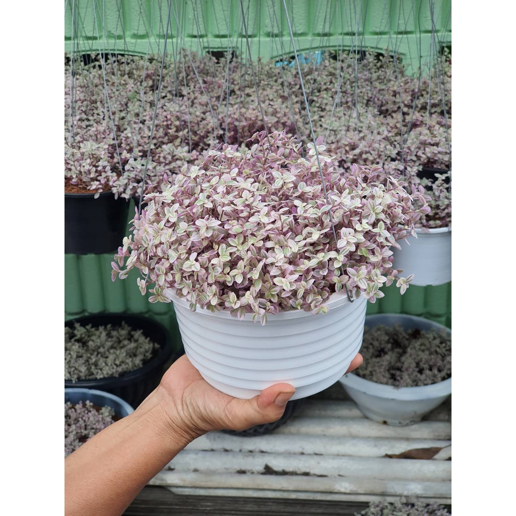 มีของแถม ริบบิ้นชาลีญี่ปุ่น ริบบิ้นชาลีด่างชมพู พุ่มแน่นๆ ขนาดกระถางสีขาว 8 นิ้ว