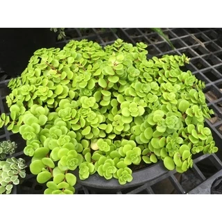 กุหลาบไพลิน (Sedum Makinoir) กุหลาบหิน ไม้อวบน้ำ ขนาด กระถาง 2 นิ้ว