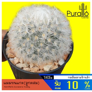 ต้นกระบองเพชร แมมขนแกะ(ลูกผสม)Mammillaria bocasana Poselg.#แคสตัส #cactus #Powder Puff Cactus #Powder Puff Pincushion