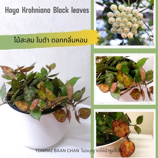 Hoya Krohniana black โฮย่าสะสม ใบสีดำ ดอกมีกลิ่นหอม ไม้แขวนประดับ